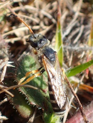 Réf. 245 491 : Halictus sexcinctus